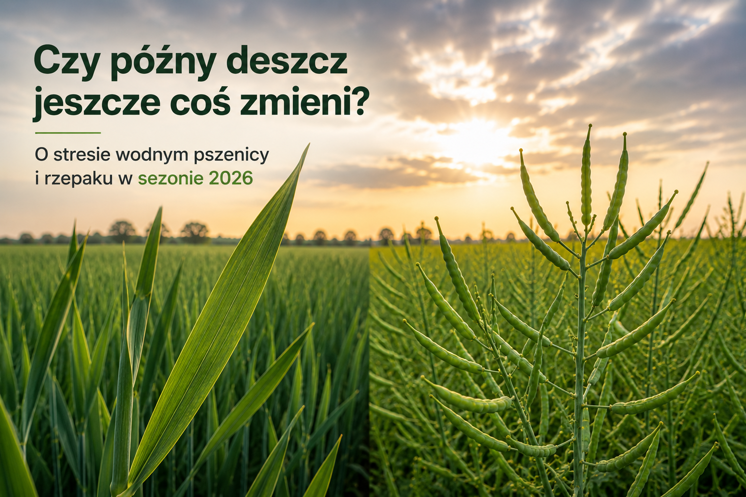 Czy późny deszcz jeszcze coś zmieni?