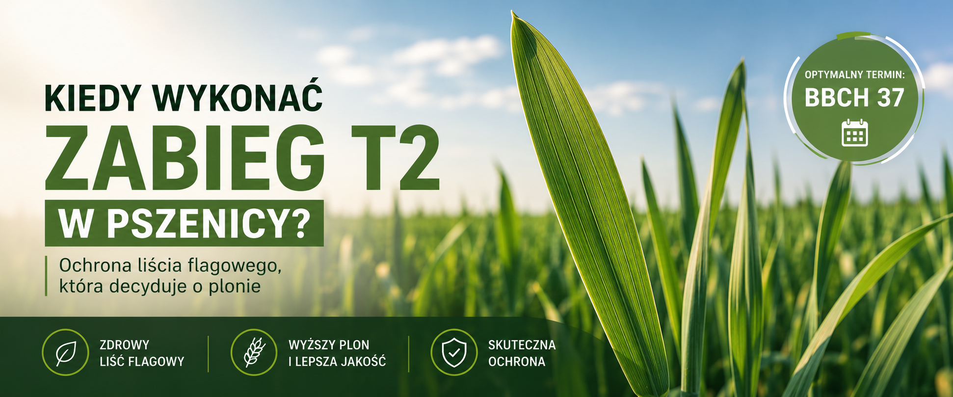 Kiedy wykonać zabieg T2 w pszenicy?